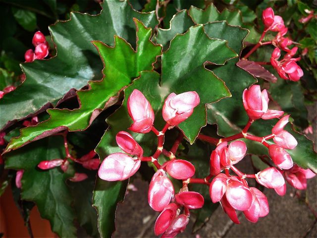 B. ‘Osota’